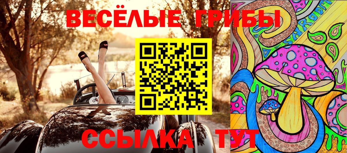 Галлюциногенные грибы Psilocybe Тверь